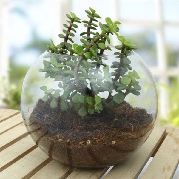 Jade Plant Terrarium In Glass Vase