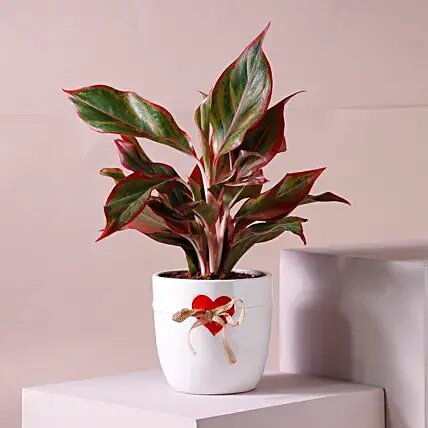 Aglaonema Plant White & Red Heart Design Pot