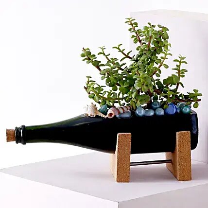 Jade Plant Champagne Bottle Planter