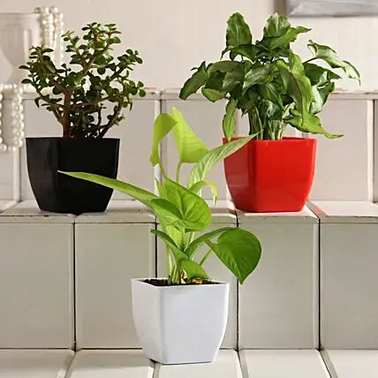 Money, Jade & Syngonium Plant Set