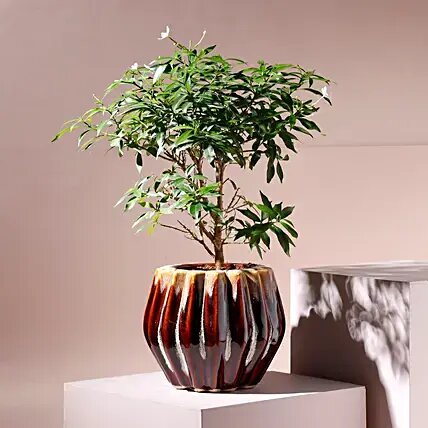 Murraiya Plant Brown Ceramic Planter