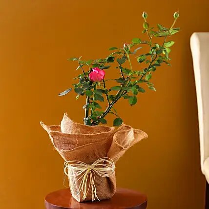 Potted Rose Plant
