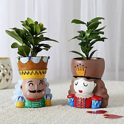 Set of 2 Ficus Compacta In King Queen Pots